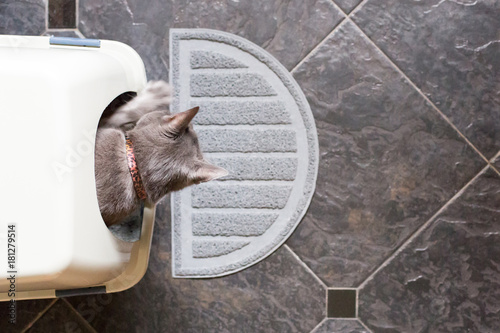 Grey cat using litter box