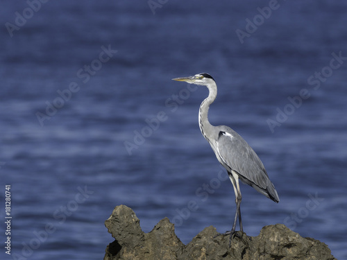 Grey Heron Standing on Sea Rock