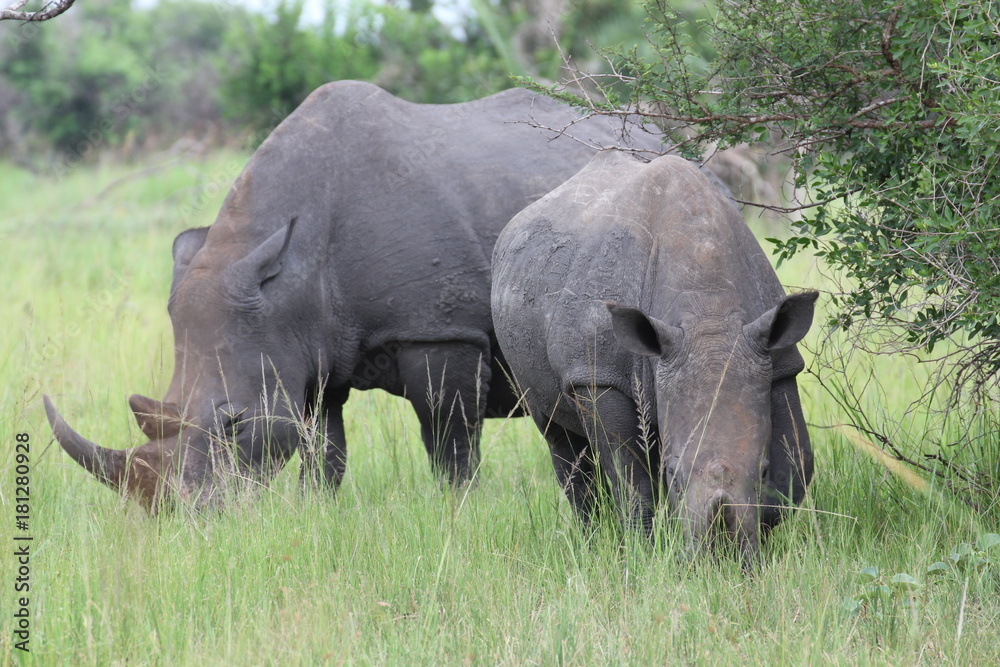Fototapeta premium Uganda Ziwa Rhino Sanctuary