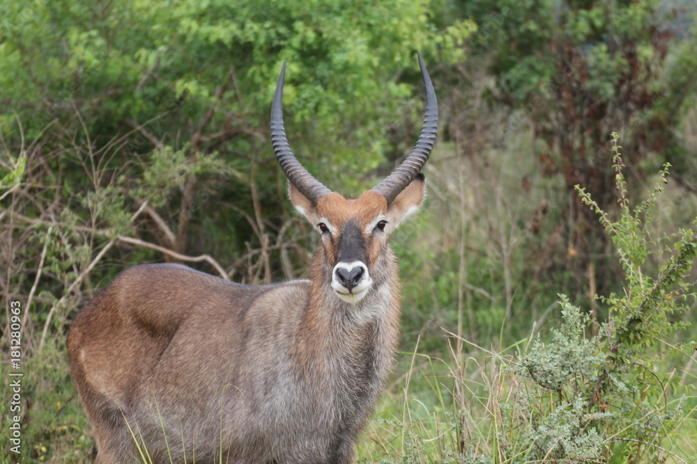 Uganda Murchison Falls National Park Water Buck Uganda Murchison Falls National Park Water Buck