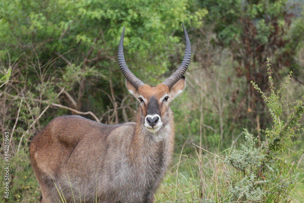 Uganda Murchison Falls National Park Water Buck