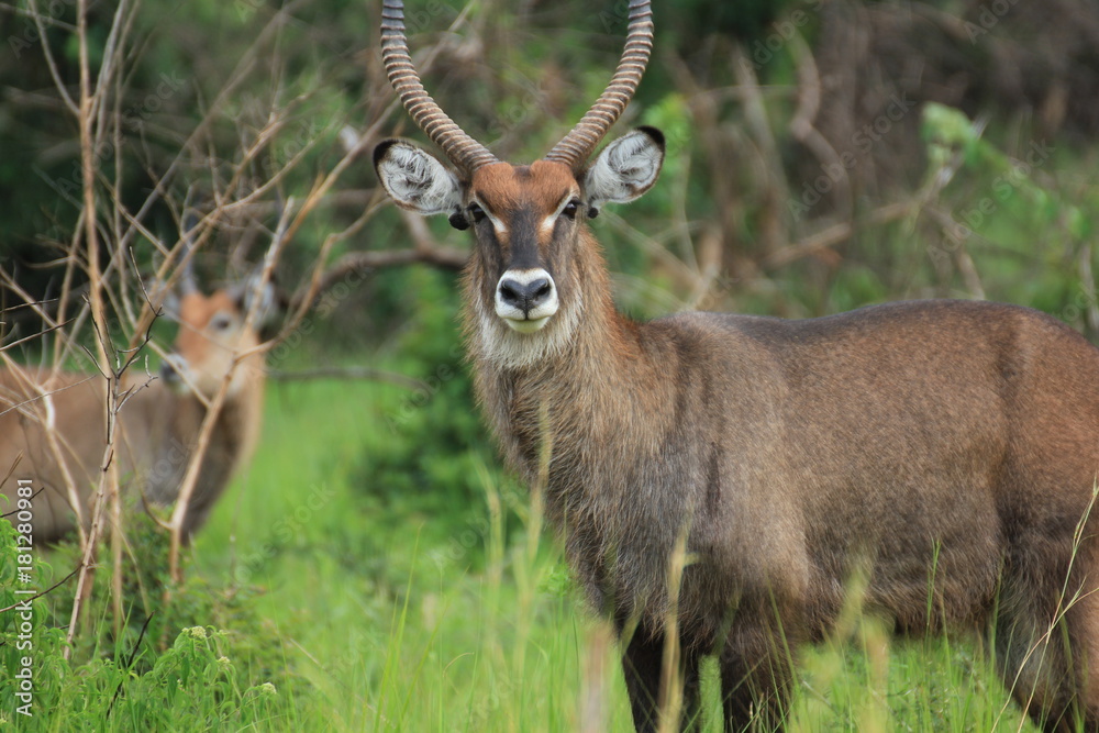 Obraz premium Uganda Murchison Falls National Park Water Buck