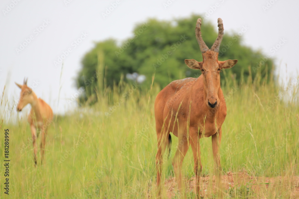 Uganda Murchison Falls National Park Hartebeest Uganda Murchison Falls National Park Hartebeest