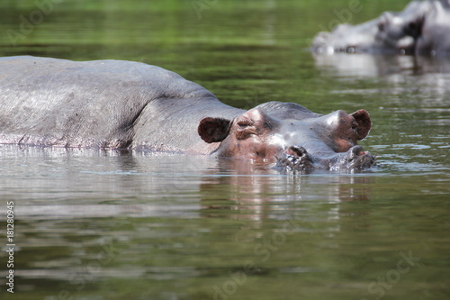 Uganda Murchison Falls National Park Hippo