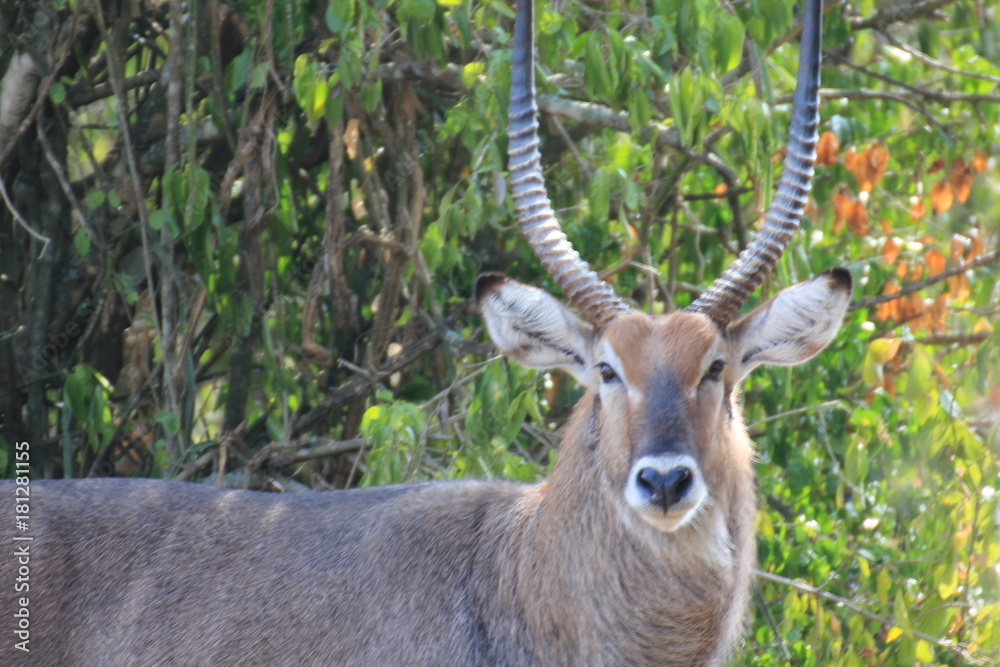 Wasserbock Murchison Falls Nationalpark Uganda Wasserbock Murchison Falls Nationalpark Uganda
