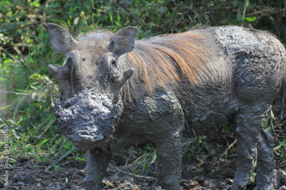 Warzenschwein Queen Elizabeth Nationalpark Uganda Warzenschwein Queen Elizabeth Nationalpark Uganda