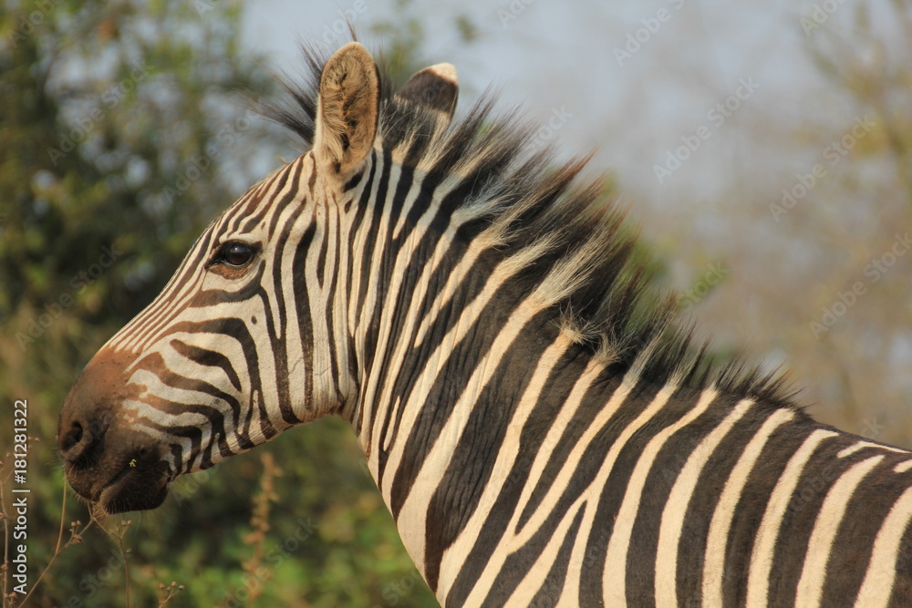 Zebra Lake Mburo Nationalpark Uganda Zebra Lake Mburo Nationalpark Uganda