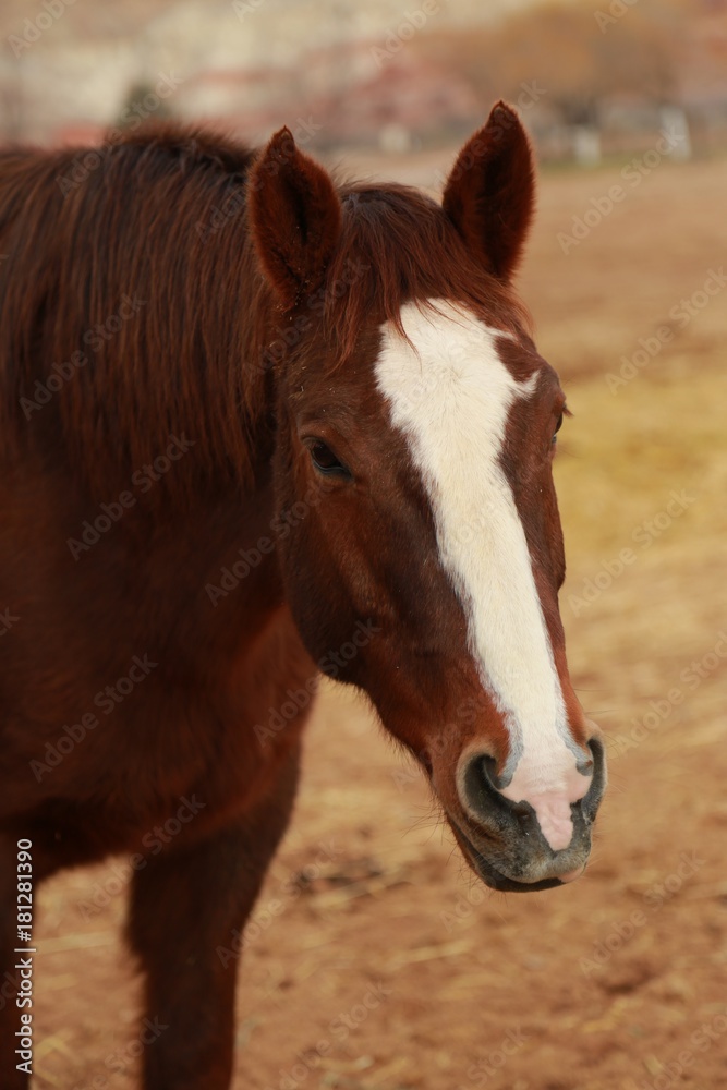 Obraz premium Horses