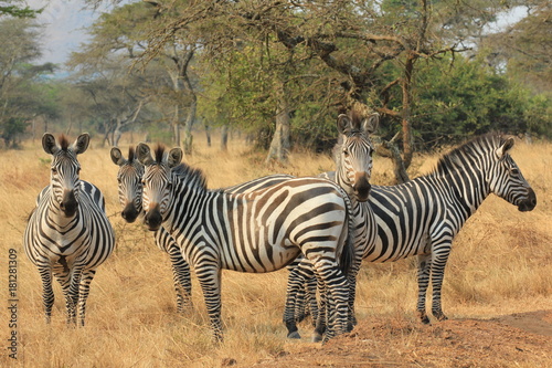 Zebra Lake Mburo Nationalpark Uganda