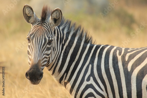 Zebra Lake Mburo Nationalpark Uganda © eickys