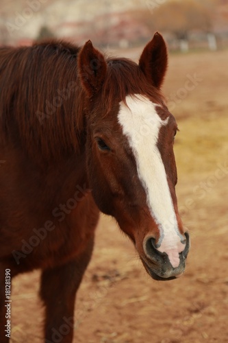 Horses