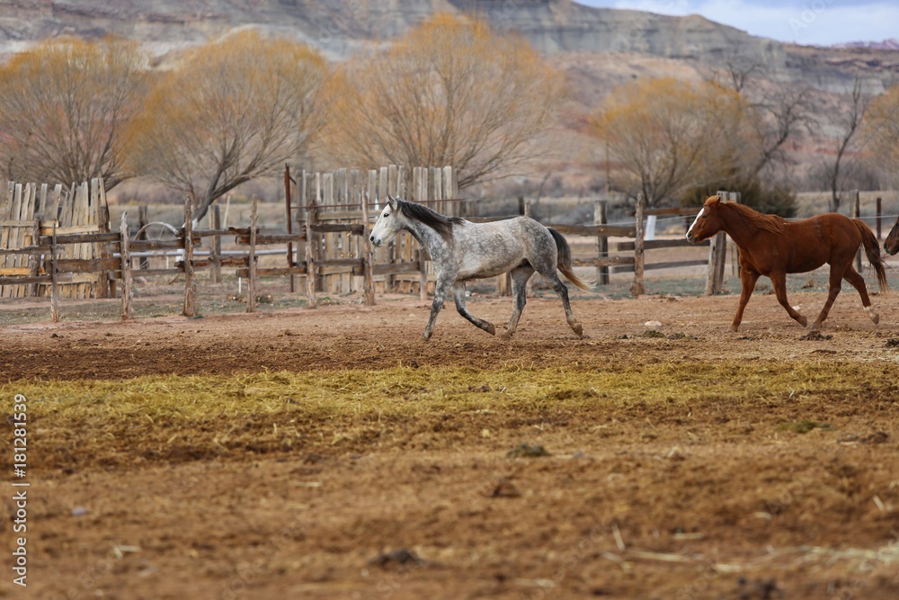Horses Horses