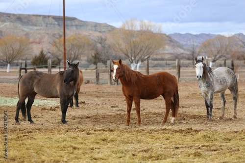 Horses © Patrick