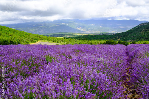 Paysage de Provence, France en été. Champ de lavande en fleurs, les montagnes en arrière-plan.