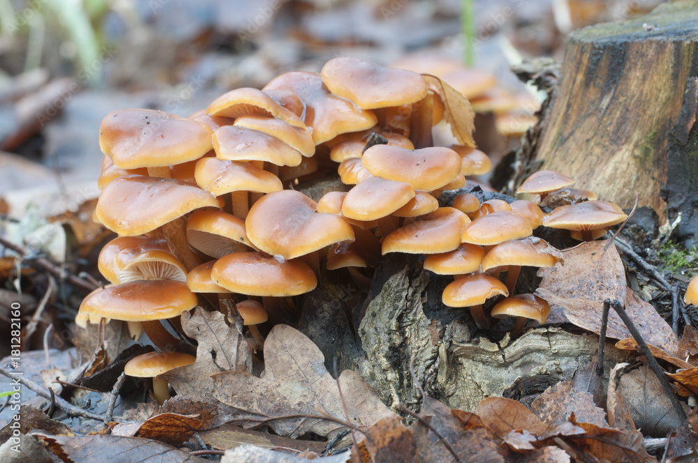 Flammulina velutipes mushrooms Flammulina velutipes mushrooms