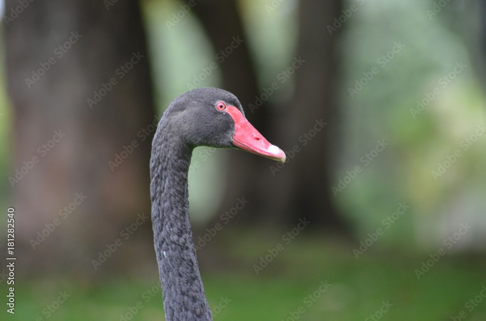 Obraz premium Swan