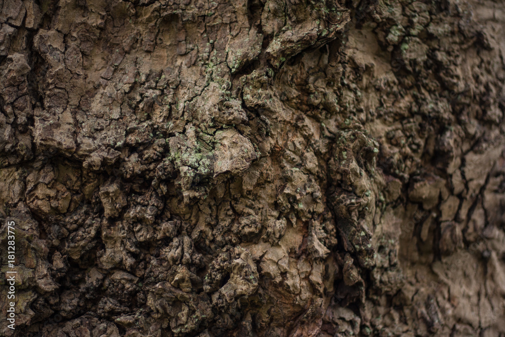 Tree Bark Tree Bark