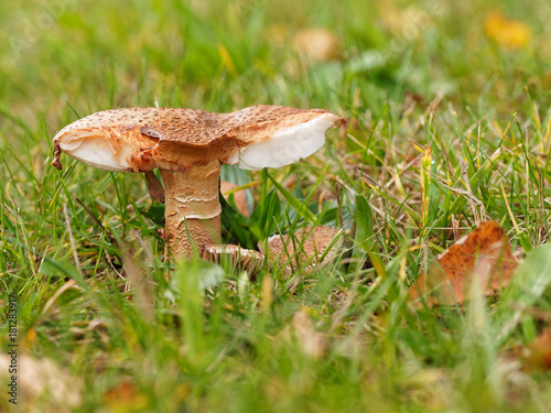 Broken mushroom on a green meadow