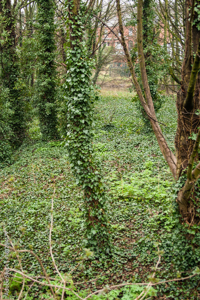 Fototapeta premium River Forest