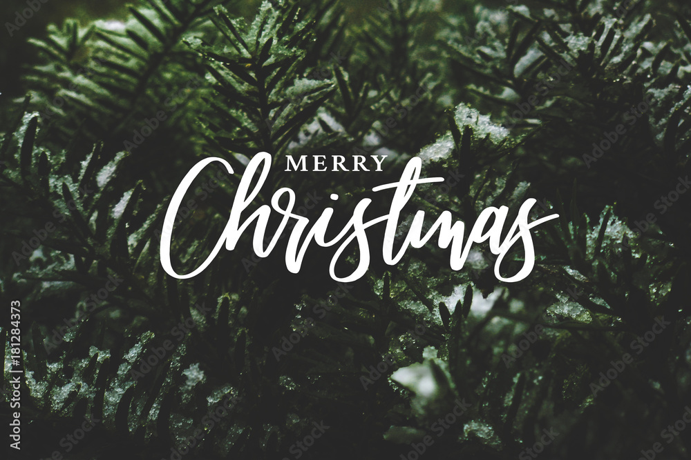 Merry Christmas Text Over Winter Evergreen Branches Covered in Snow - obrazy, fototapety, plakaty 