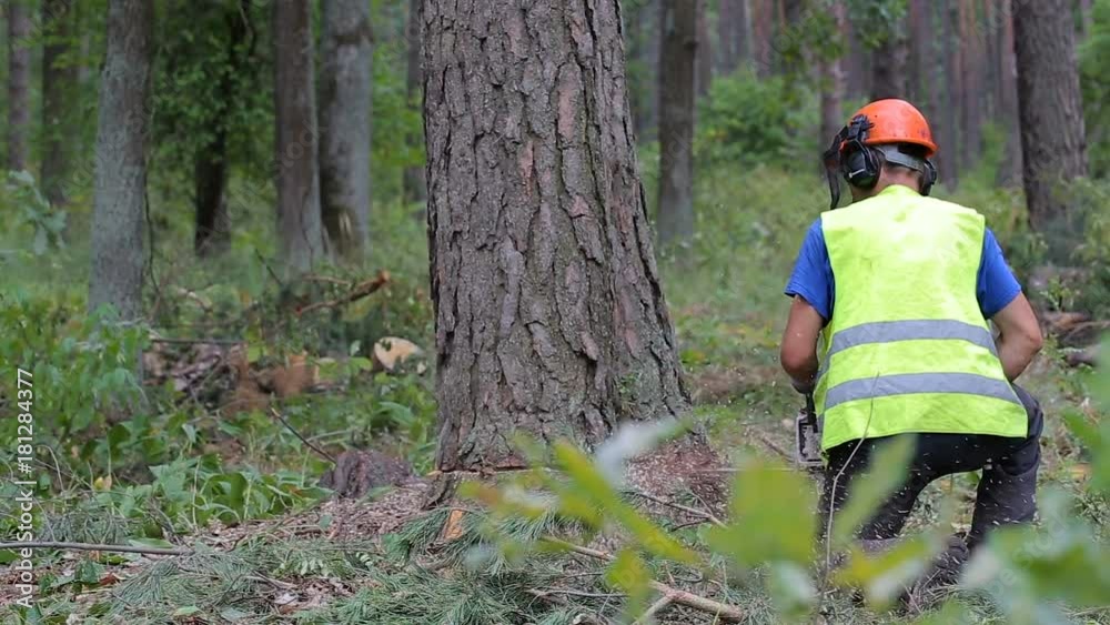 cutting down a tree with a chainsaw, tree falls down cutting down a tree with a chainsaw, tree falls down