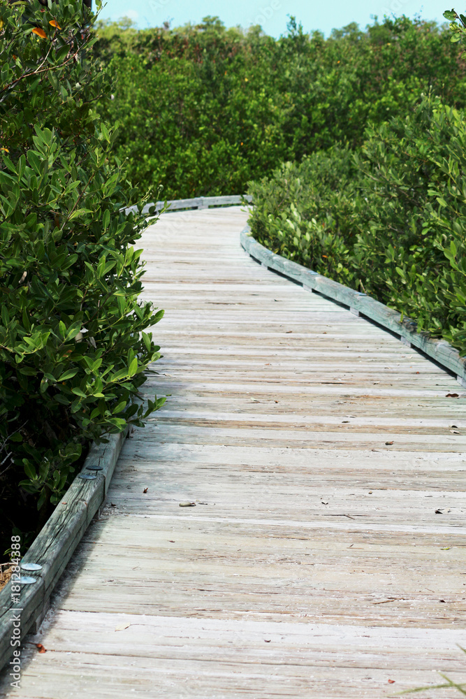 A boardwalk through the Florida marsh land 