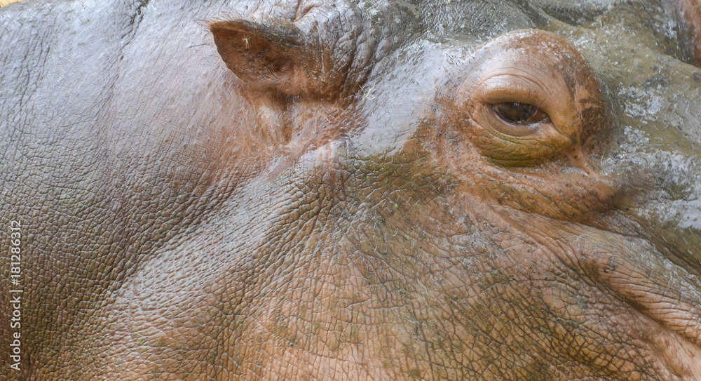 hippo close up. Ear, eye and skin.