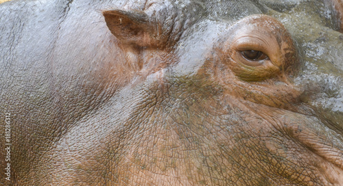 hippo close up. Ear, eye and skin.