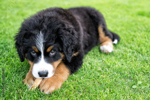 Billede på lærred eating bernese mountain dog puppy