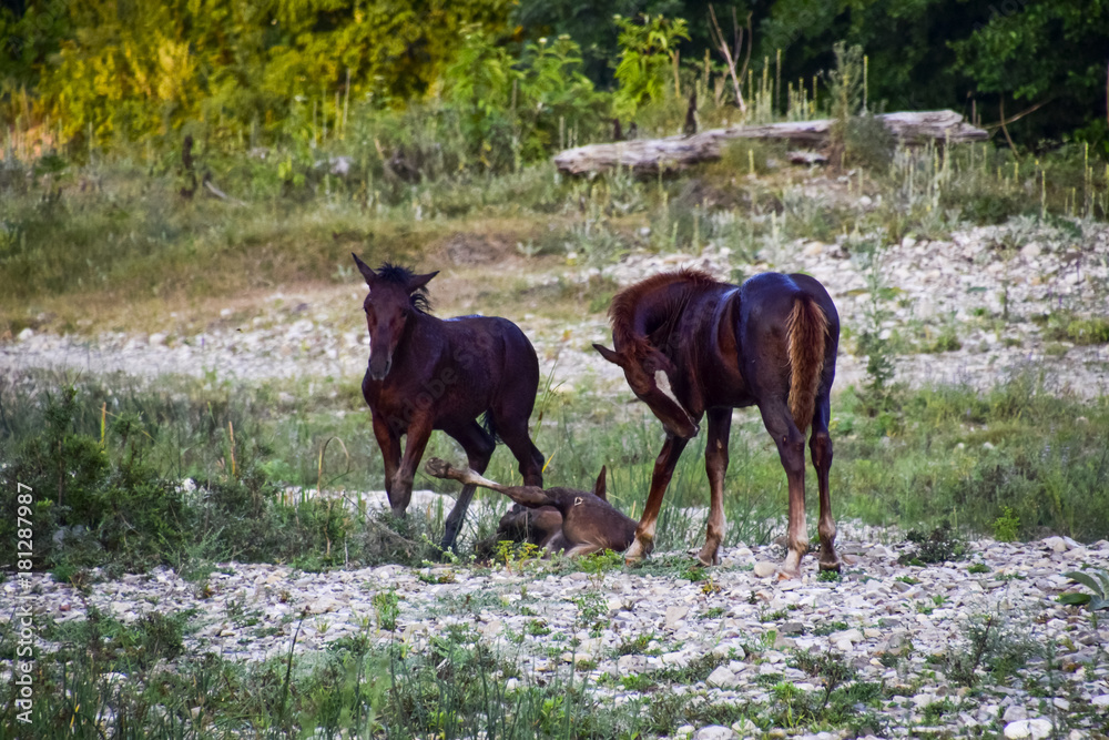 Horses on stony ground walk. Herd of horses