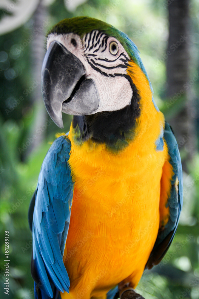 Portrait eines Papagais, Ara