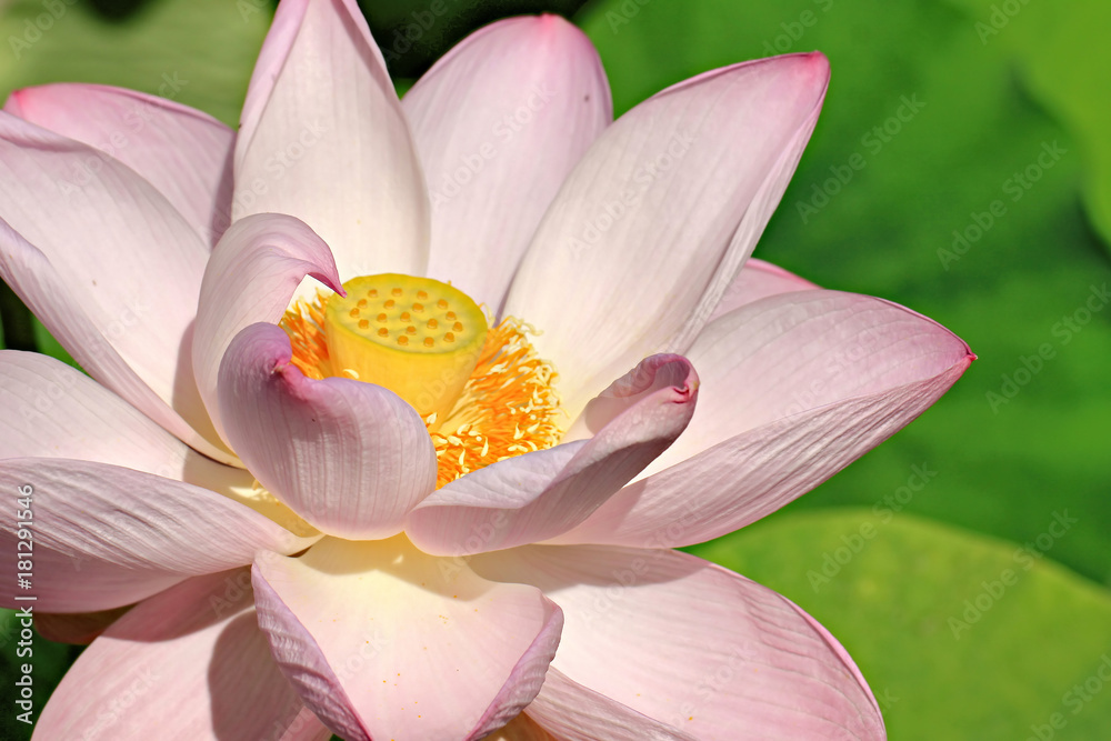 Lotus Lotus