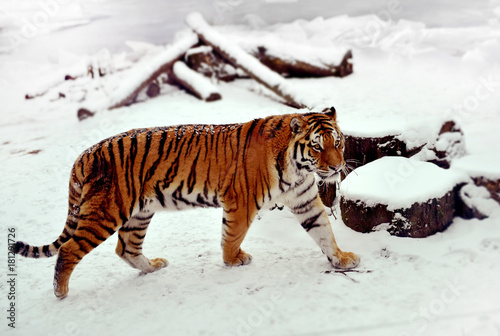 Fototapeta Naklejka Na Ścianę i Meble -  Siberian tiger walking on a snow