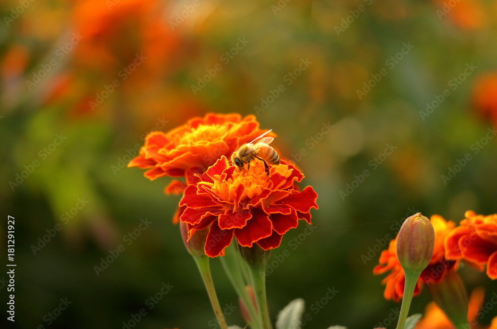 ミツバチとマリーゴールドの花