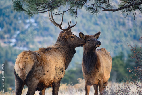 Colorado Elk