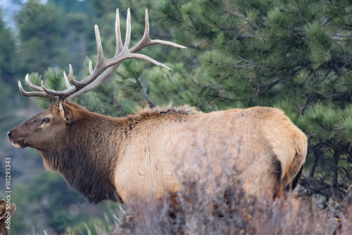 Colorado Elk