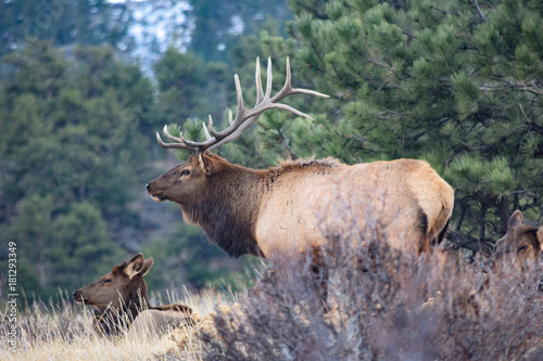 Colorado Elk