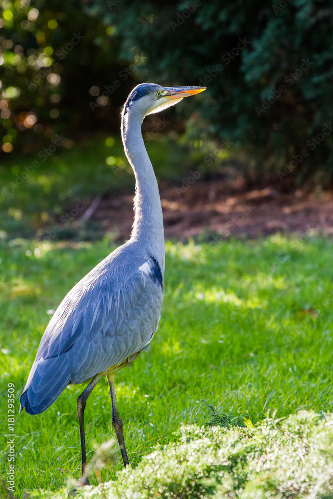 Grey Heron Grey Heron