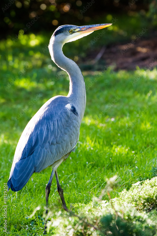 Fototapeta premium Grey Heron