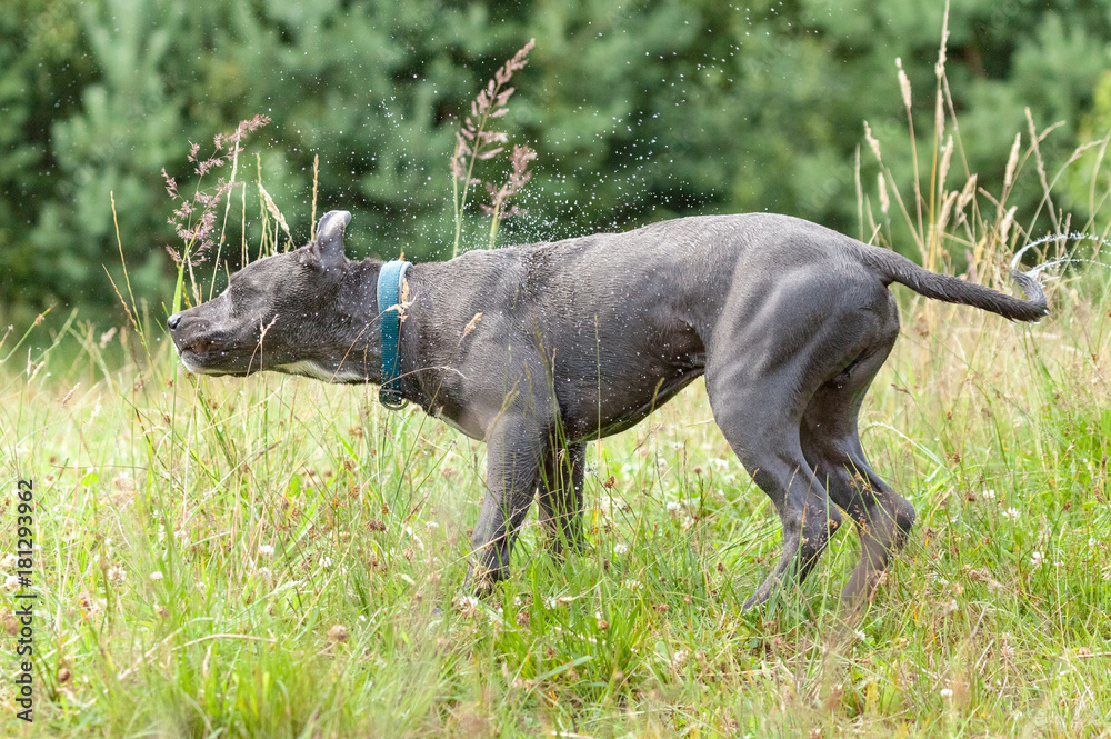 pitbull dog with blue collar on grass background pitbull dog with blue collar on grass background