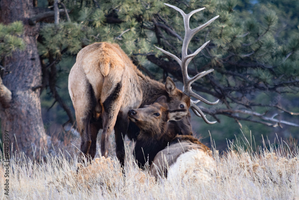 Fototapeta premium Colorado Elk