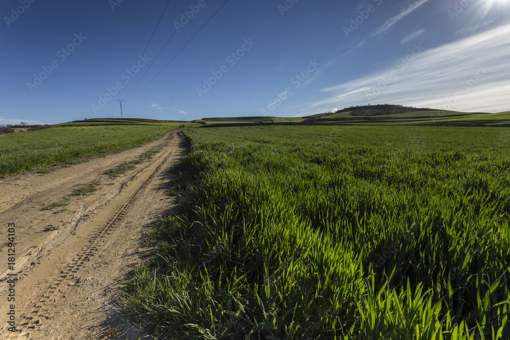 road in a green field in spring.