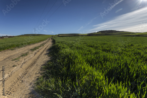 Obraz na płótnie road in a green field in spring. w salonie