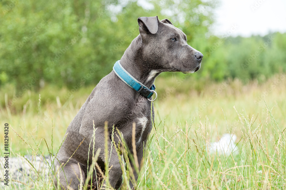 pitbull dog with blue collar on grass background