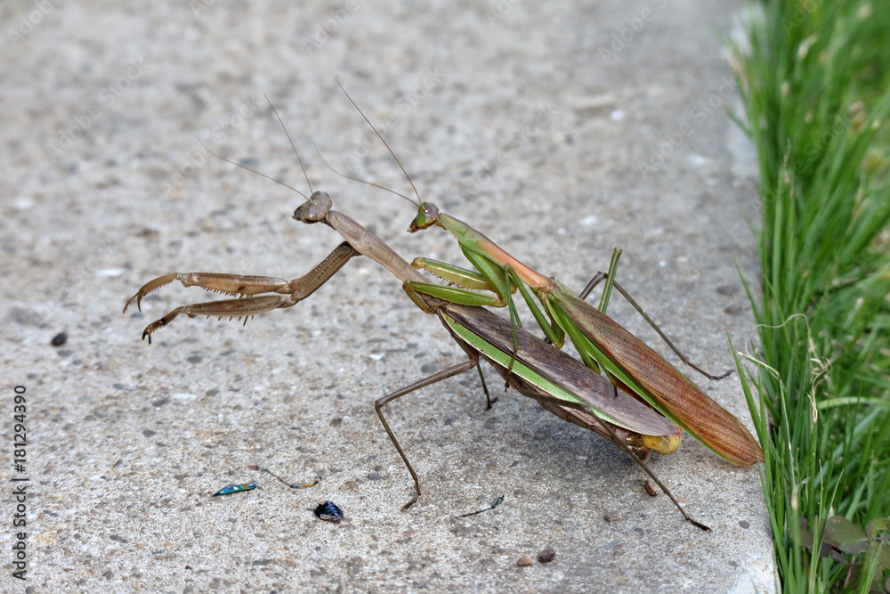 カマキリの交尾