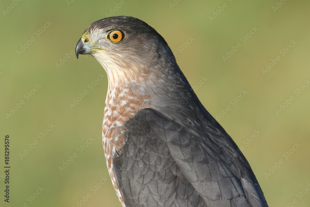 Fototapeta premium Coopers Hawk (Accipiter cooperii)