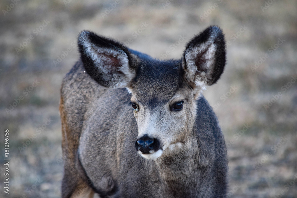 Colorado Mule Deer Colorado Mule Deer