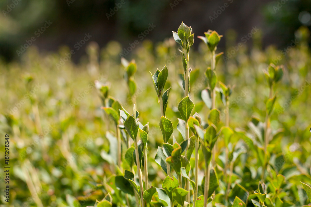 Obraz premium sunlight