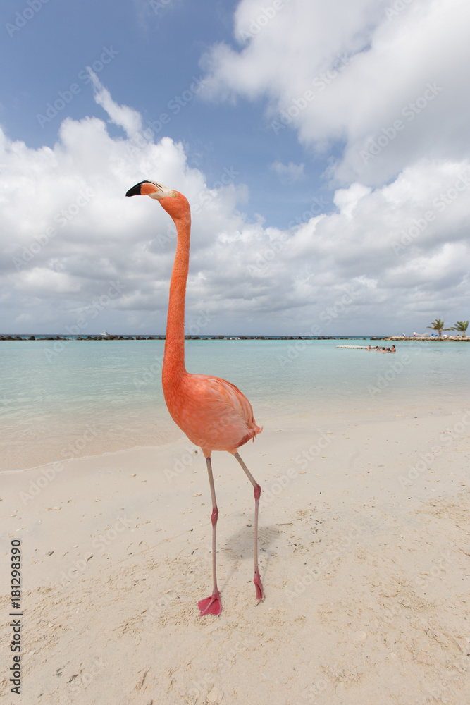 Fototapeta Flaming na tropikalnej plaży