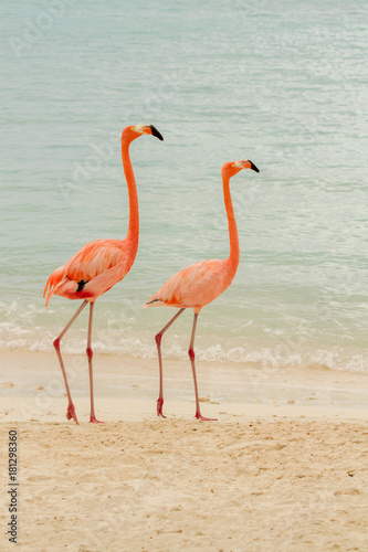 A pair of flamingos on a tropical beach